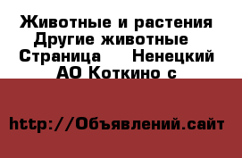 Животные и растения Другие животные - Страница 2 . Ненецкий АО,Коткино с.